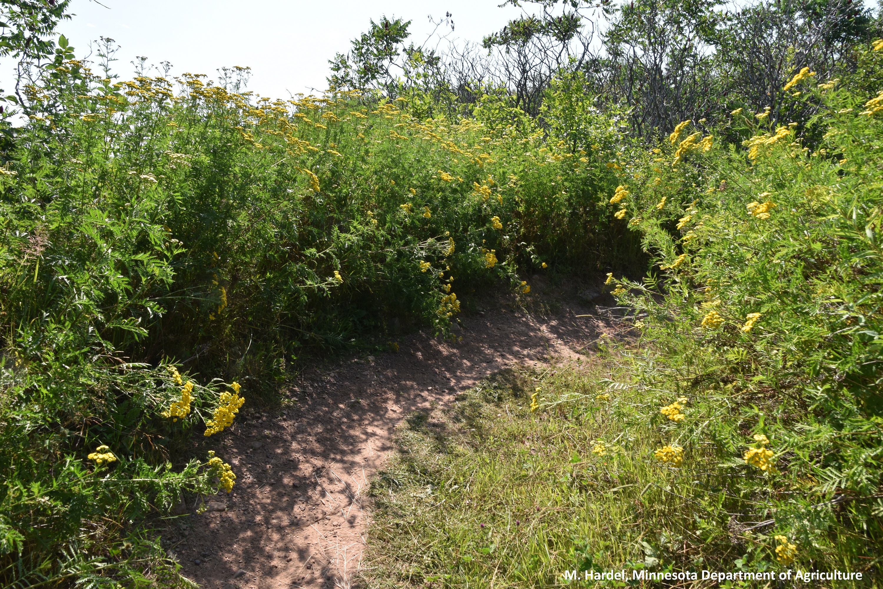 July Weed of the Month Recreation and Invasive Plants What You Can Do